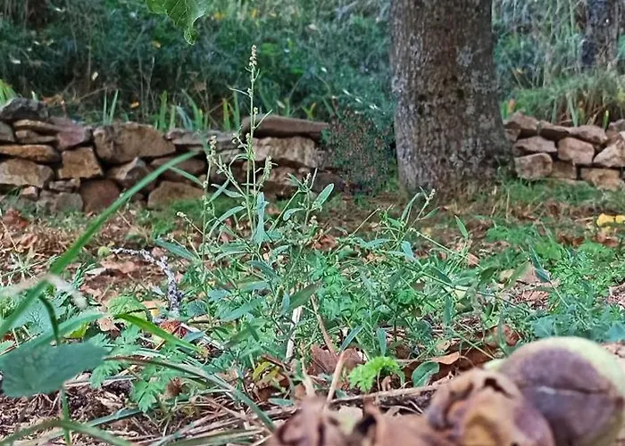 Casa Manuel Y Ana Maria. Nyaraló Llombera